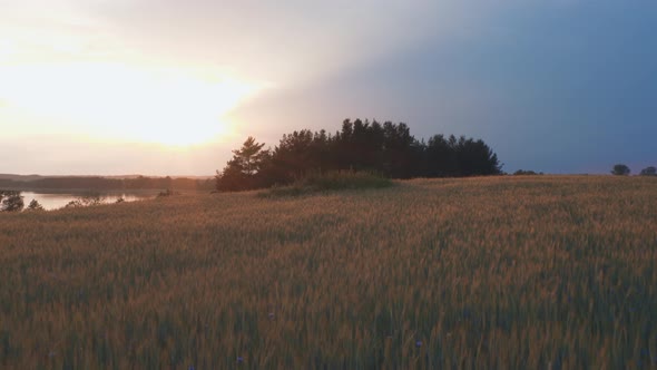 Green Fields In The Sunset