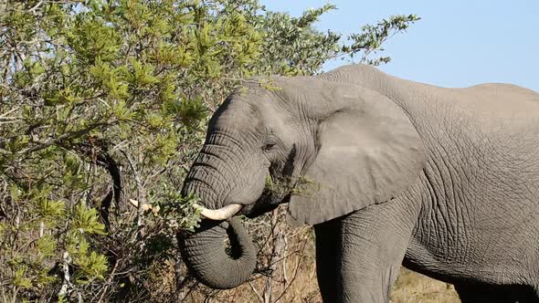 African Elephant Feeding - South Africa