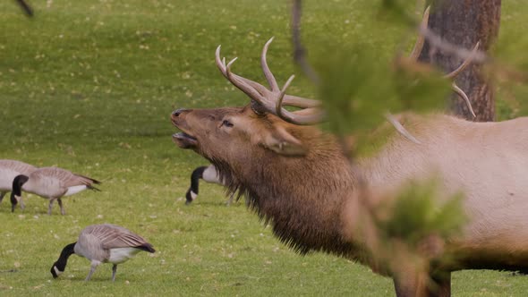 A herd of wild elks grazing on grass