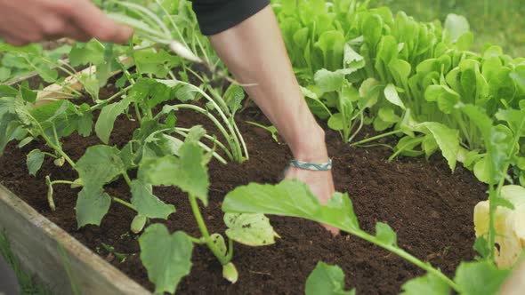 Transplanting turnip into raised garden bed