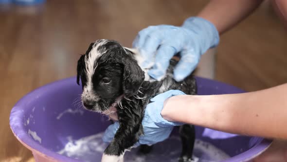 Female Vet Bathes a Small Dog Black and White Coloring
