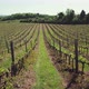 Vineyard - VideoHive Item for Sale
