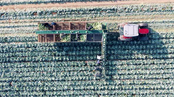 Top View of a Field with Cabbage Getting Collected By a Harvester