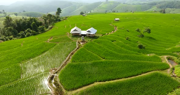 Rice Field Terrace on Mountain Agriculture Land