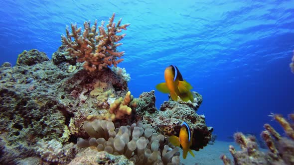 Reef Marine Clownfish