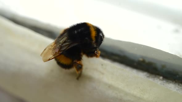 Bumblebee Closeup on the Window Frame