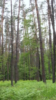 Vertical Video of Forest with Pine Trees in Summer