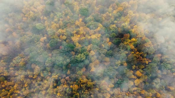 Top view of autumn forest and morning fog flying over the forest.
