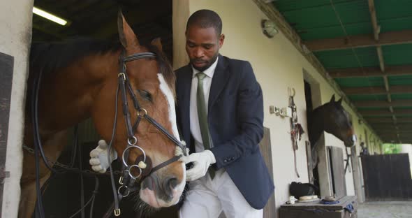 African American man putting bridle on the Dressage horse