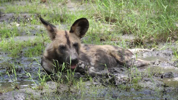 African wild dog resting in a mud puddle