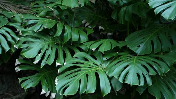 Exotic Monstera Jungle Rainforest Tropical Atmosphere