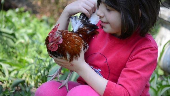 Little Girl Hold a Rooster in his Arms 01