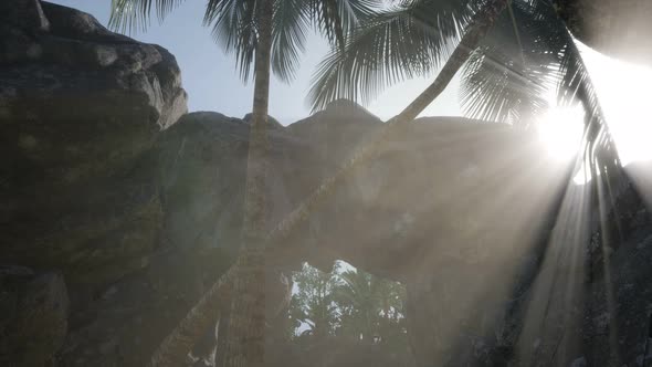 Big Palms in Stone Cave with Rays of Sunlight