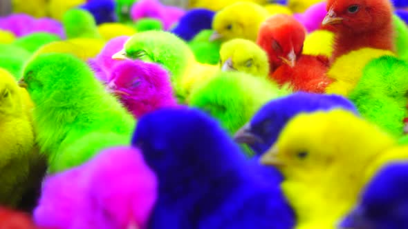 Colorful Chicks