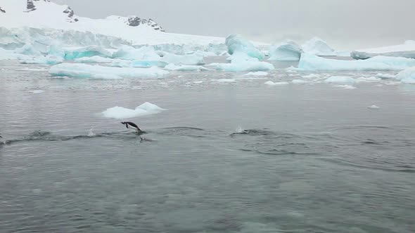 Gentoo Penguins Swimming Antarctica