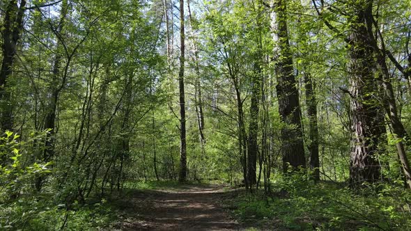 Green Forest During the Day Aerial View