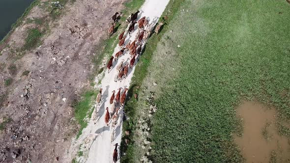 Group of cows walk at rural path in hot sunny day