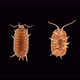 Isopoda Porcellio Laevis, family Porcellionidae, is a cosmopolitan - VideoHive Item for Sale
