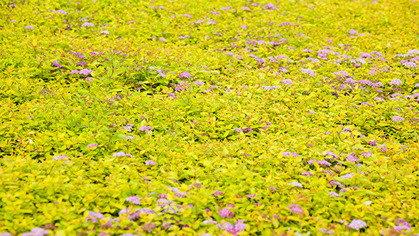 Yellow Flower Field Scene