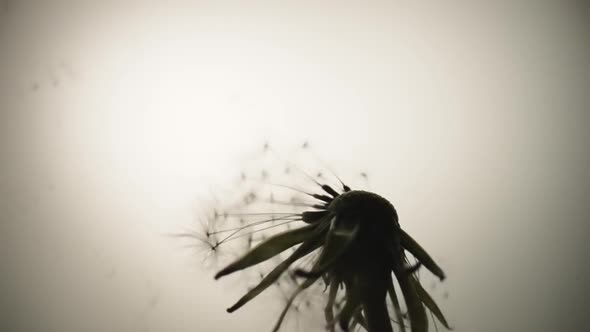 Dandelion is Being Blown By Wind on White Background