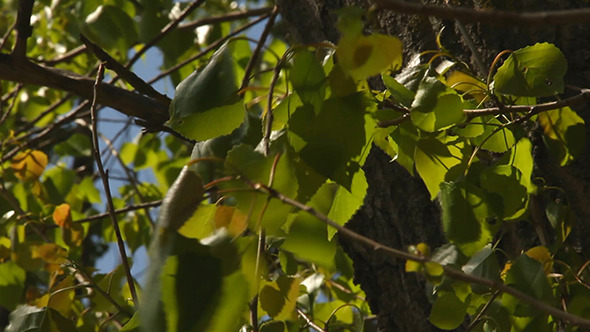 Leaves Blown By The Wind