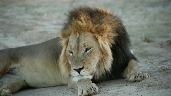 Male African Lion Resting