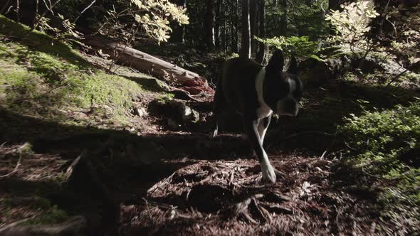 Lens Flare On Boston Terrier Dog Running Down Forest Trail