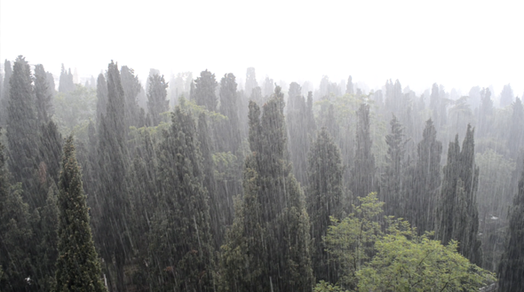 Heavy Rain in Forest alt