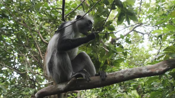 Red Colobus Monkey Sitting on Branch in Jozani Tropical Forest Zanzibar Africa