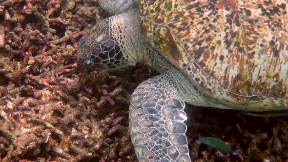 Close Up of Huge Female Old Big Sea Turtle Swimming in Deep Blue Ocean Among Coral Reef Feeding on