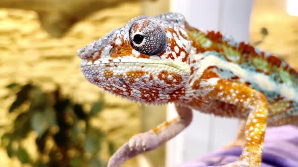 Chameleon panther with colorful bright multicolor skin in the contact zoo