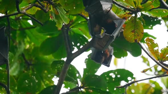 Flying Foxes Hanging on a Tree Branch and Washing Up