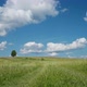 Lonely Tree on Green Field - VideoHive Item for Sale