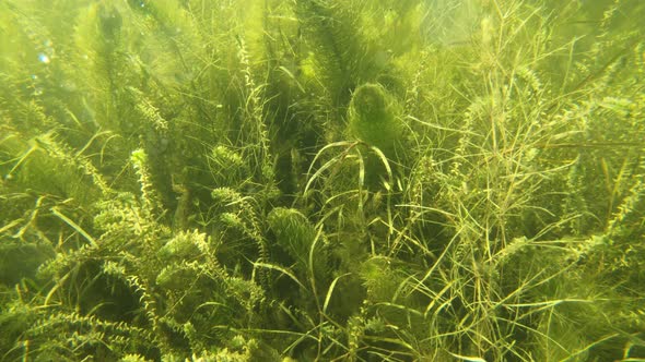 Under Water In Lake Ukraine