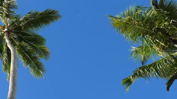 Top of Coconut Palm Trees with Blue Sky Background
