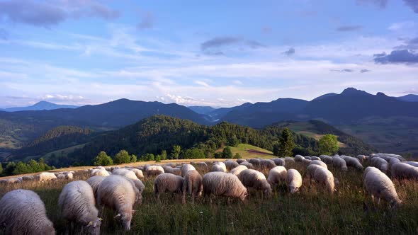 Sheep Grazing On Grassy Meadows In Beautiful Mountain Scenery.4K