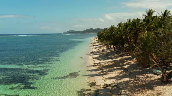 Tropical Beach with Palm Trees Aerial View