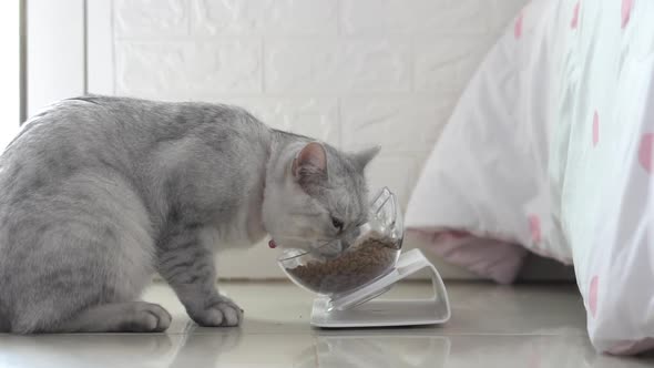 Cute Cat Eating From Bowl On Floor