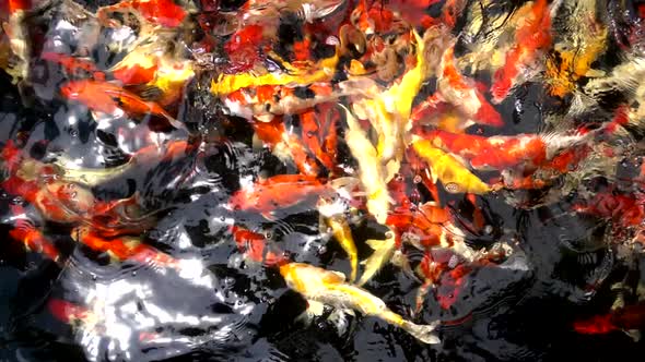 Many fancy carp or Koi fish In Pond