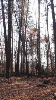 Vertical Video of a Beautiful Forest in the Afternoon Aerial View