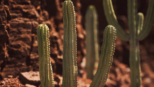Cactus in the Arizona Desert Near Red Rock Stones alt