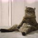 A young highland lynx cat sitting on a bed. A cat sitting like a human. A young highland lynx kitten - VideoHive Item for Sale