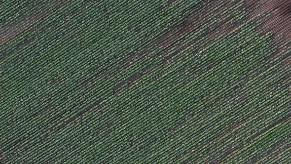 Cabbage Plantation in the Field, Vegetables Grow in a Rows, Aerial View From Drone