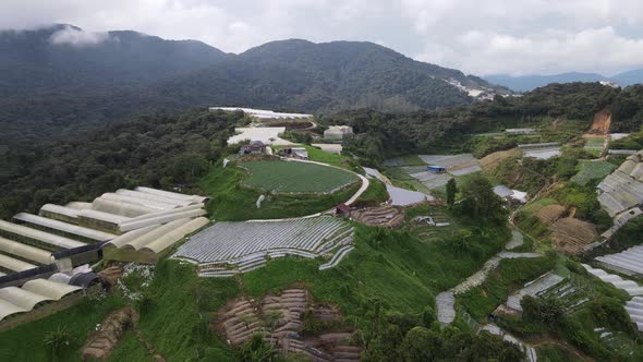 Cameron Highlands, Pahang Malaysia