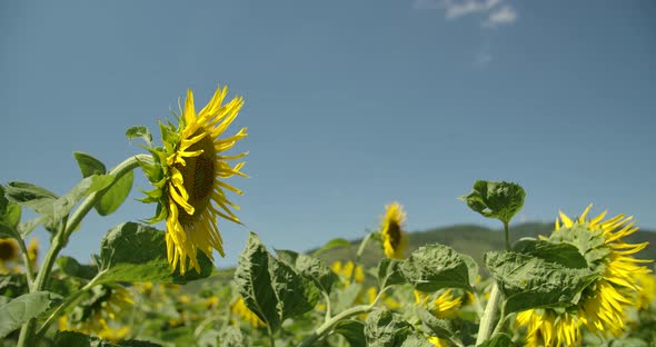 Sunflowers And Blue Sky