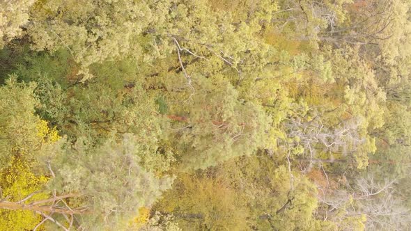 Vertical Video of an Autumn Forest During the Day in Ukraine