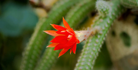 Cactus Flower Open Up Their Blossoms
