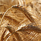 Ears Of Wheat - VideoHive Item for Sale