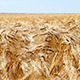 Wheat Field - VideoHive Item for Sale