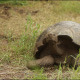 Galapagos Turtle with human feets - VideoHive Item for Sale